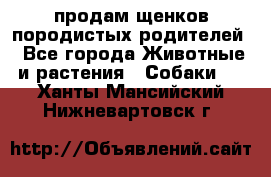 продам щенков породистых родителей - Все города Животные и растения » Собаки   . Ханты-Мансийский,Нижневартовск г.